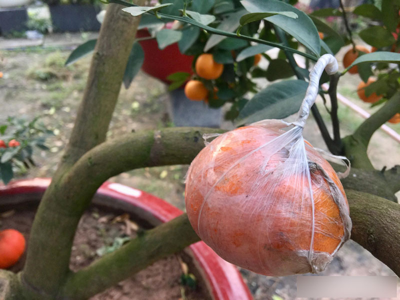 Một cây vàng không mua nổi cây quất trưng Tết tại vỉa hè Sài Gòn